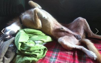 Bild zu Meiner - Haustiere