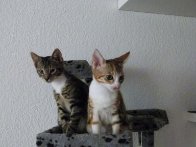 Bild zu Kitten...Bin genervt - Haustiere