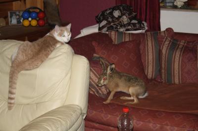 Bild zu nicht Katz und Maus...sondern Katz und Feldhase - Haustiere