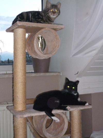 Bild zu Meine zwei süßen - Haustiere