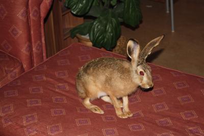 Bild zu möchte euch nochmal unser "außergewöhnliches" Haustier zeigen - Haustiere