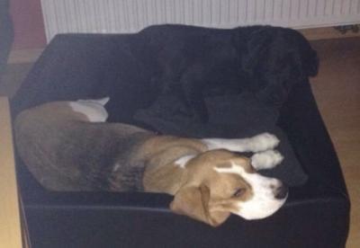 Bild zu Damenbesuch für ein paar Tage - Haustiere