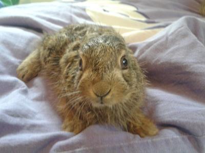 Bild zu Schnuffel als er Baby war.... - Haustiere