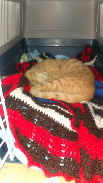 Bild zu Bericht extra für Fredda - Haustiere