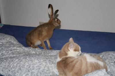 Bild zu ich wollte grad unser Bett machen - Haustiere