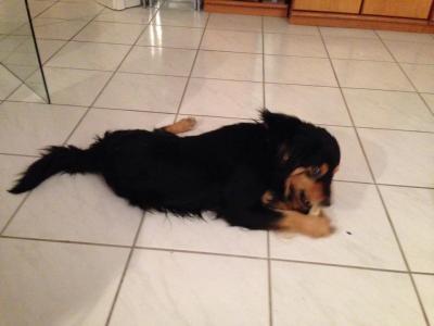 Bild zu darf ich vorstellen? - Haustiere