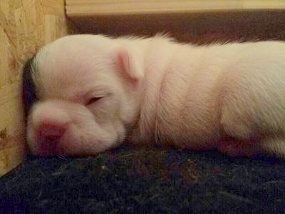 Bild zu Name gesucht - Haustiere