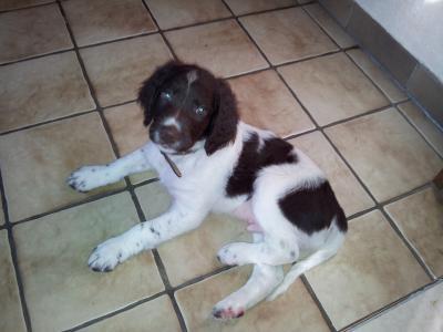 Bild zu Kurz vorgestellt - Haustiere