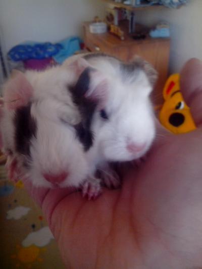 Bild zu hilfe ...meerschwein babies gefunden..was nun.. - Haustiere