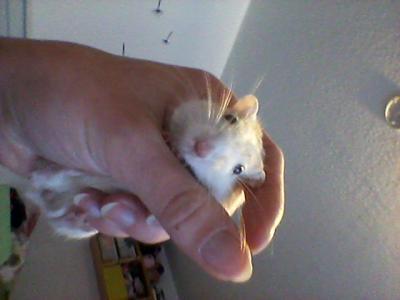 Bild zu Rennmaus vergesellschaften? - Haustiere