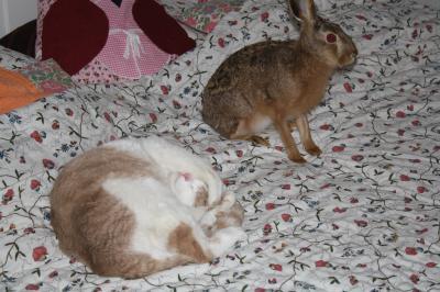 Bild zu meine beiden Betthupferl... - Haustiere