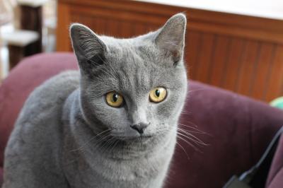 Bild zu Kater Moritz (8 Monate alt) sucht neues Zuhause! - Haustiere