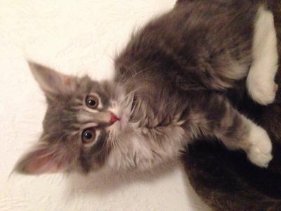 Bild zu Katze Nr 2 ist jetzt bei uns eingezogen:-) - Haustiere