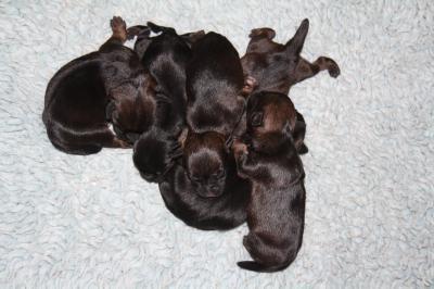 Bild zu Babies - Haustiere