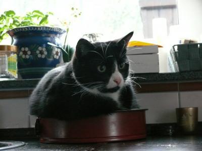 Bild zu Wo Katzen gerne schlafen - Haustiere