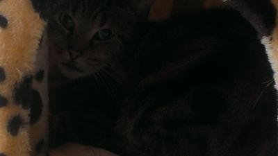 Bild zu Vorstellung - Haustiere