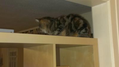 Bild zu Kater lebt sich ein. - Haustiere