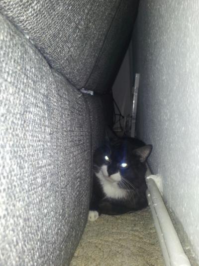 Bild zu bild vom katerchen... - Haustiere