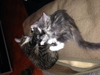 Bild zu Endlich vertragen sich die beiden:-)...für die die es interessiert:-) - Haustiere