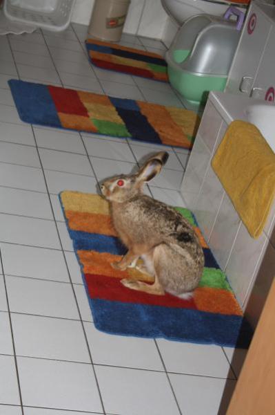 Bild zu Heute scheint die Sonne... - Haustiere