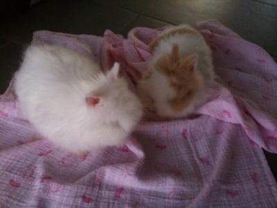 Bild zu Meine Teddyzwerge baby's ;-) - Haustiere