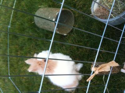 Bild zu Kaninchen Impfungen, welche ist besser, das neue Stoff (1x im Jahr) oder das - Haustiere