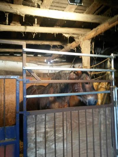 Bild zu Suche dringend Platz für Kaltbluthengst - Haustiere