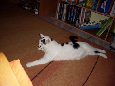 Bild zu foto von Kater - Haustiere