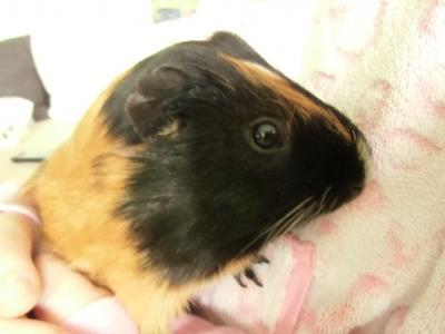 Bild zu Wir haben auch einen Neuzugang - Haustiere