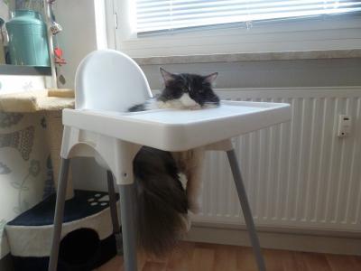 Bild zu Hier auch ein Riese... - Haustiere