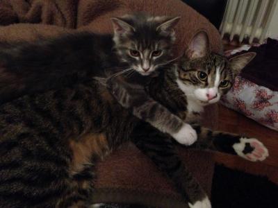 Bild zu Hach wie herrlich...meine zwei die sich an Anfang so bekriegt haben lieben sich - Haustiere