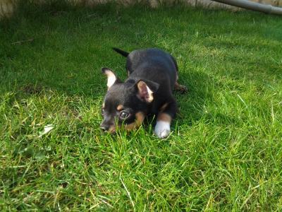 Bild zu lejaki - Haustiere