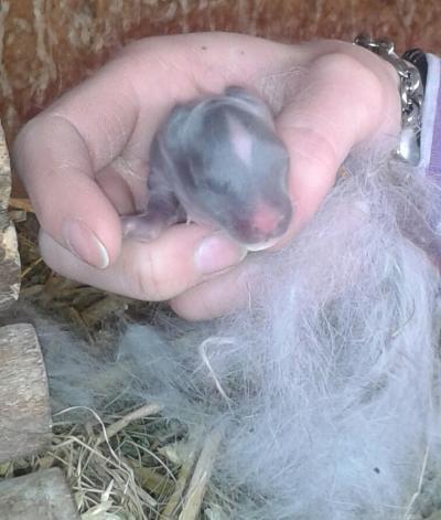 Bild zu Die Babys sind da! - Haustiere