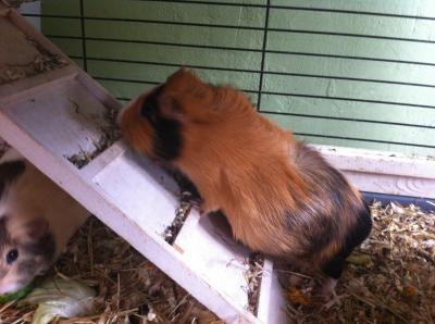 Bild zu Meerschweinchen schwanger??? - Haustiere