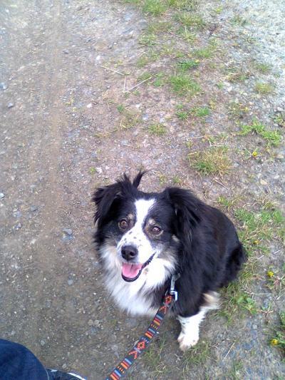 Bild zu Hier ist mal Fotos - Haustiere