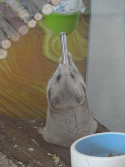 Bild zu Mein Hamster wird alt - Haustiere