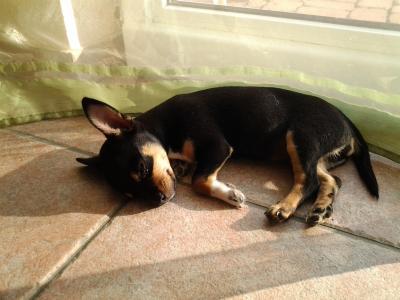 Bild zu Haben eure Hunde auch so komplett unterschiedl. Charaktere? - Haustiere