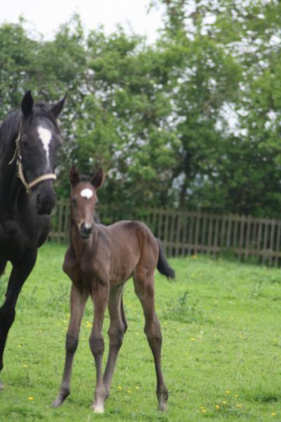 Bild zu Frühling - Haustiere