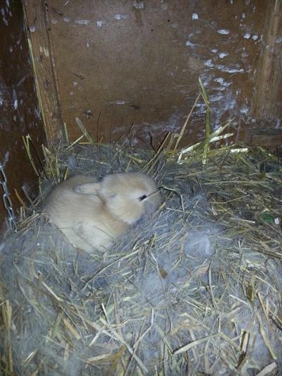 Bild zu Möchte euch mal unser Einohrhäschen zeigen - Haustiere