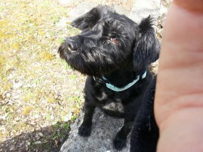 Bild zu das war bzw ist unsere bellamausi - Haustiere