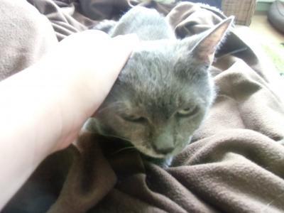 Bild zu Vor zehn Jahren - Haustiere