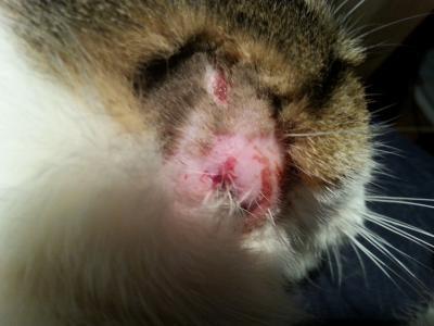 Bild zu Kater hat eiternde Bisswunde - Haustiere