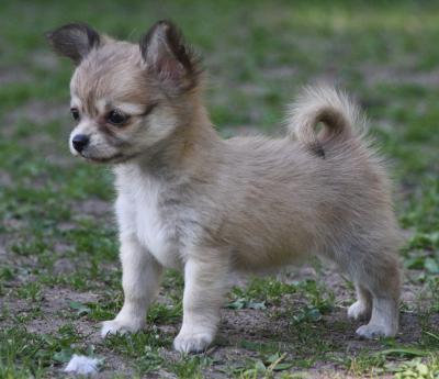 Bild zu Chihuahua - Haustiere