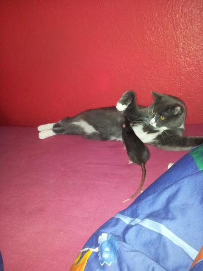 Bild zu an die katzenkenner - Haustiere