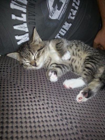 Bild zu Wir suchen einen Katzennamen - Haustiere