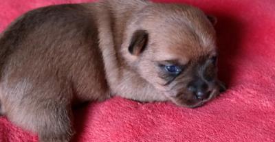 Bild zu am 22.08. zieht die kleine mala bei uns ein - Haustiere