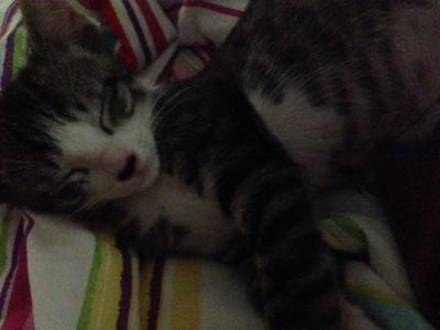 Bild zu Kuschelrunde - Haustiere