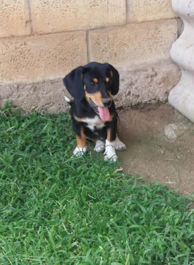 Bild zu Jemand auf der Suche nach einem kleinen, lieben Familienhund? - Haustiere