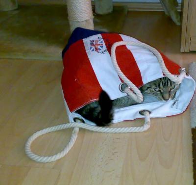 Bild zu Hihi unsere Katze - Haustiere