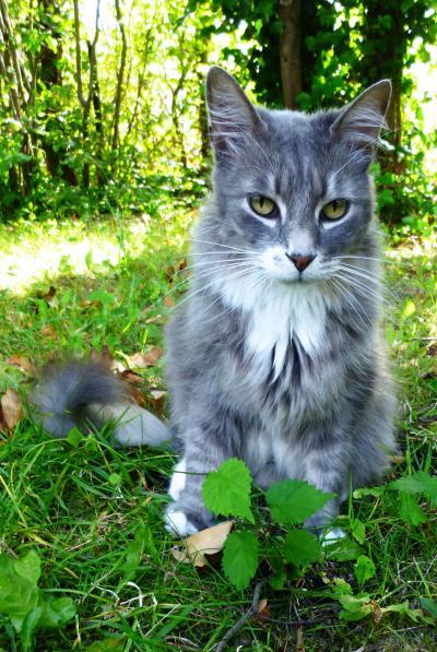 Bild zu Wohin kotzen eure Katzen? - Haustiere